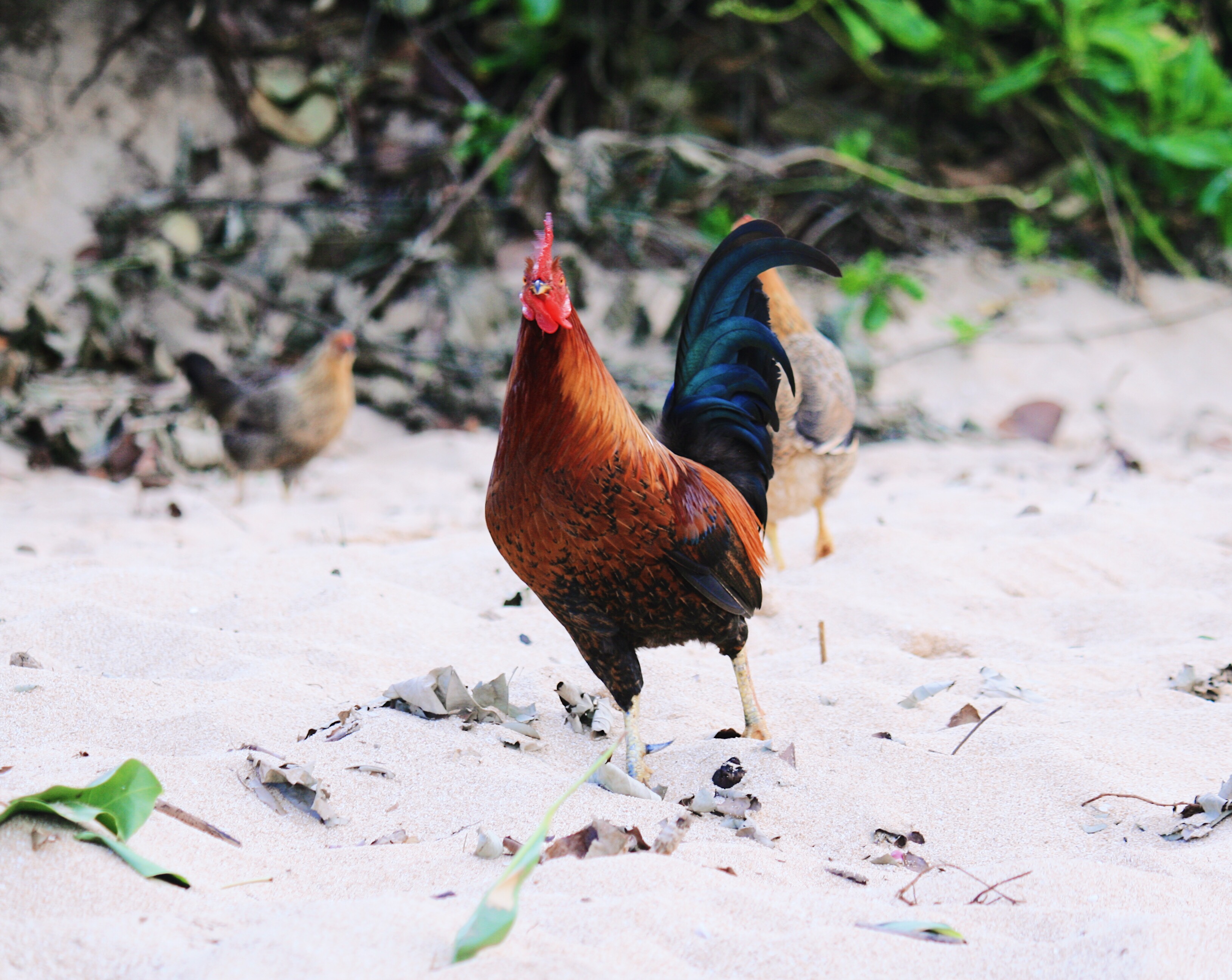 Oahu Beach Chickens