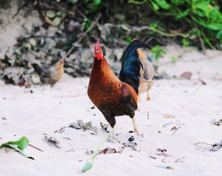 Oahu Beach Chickens