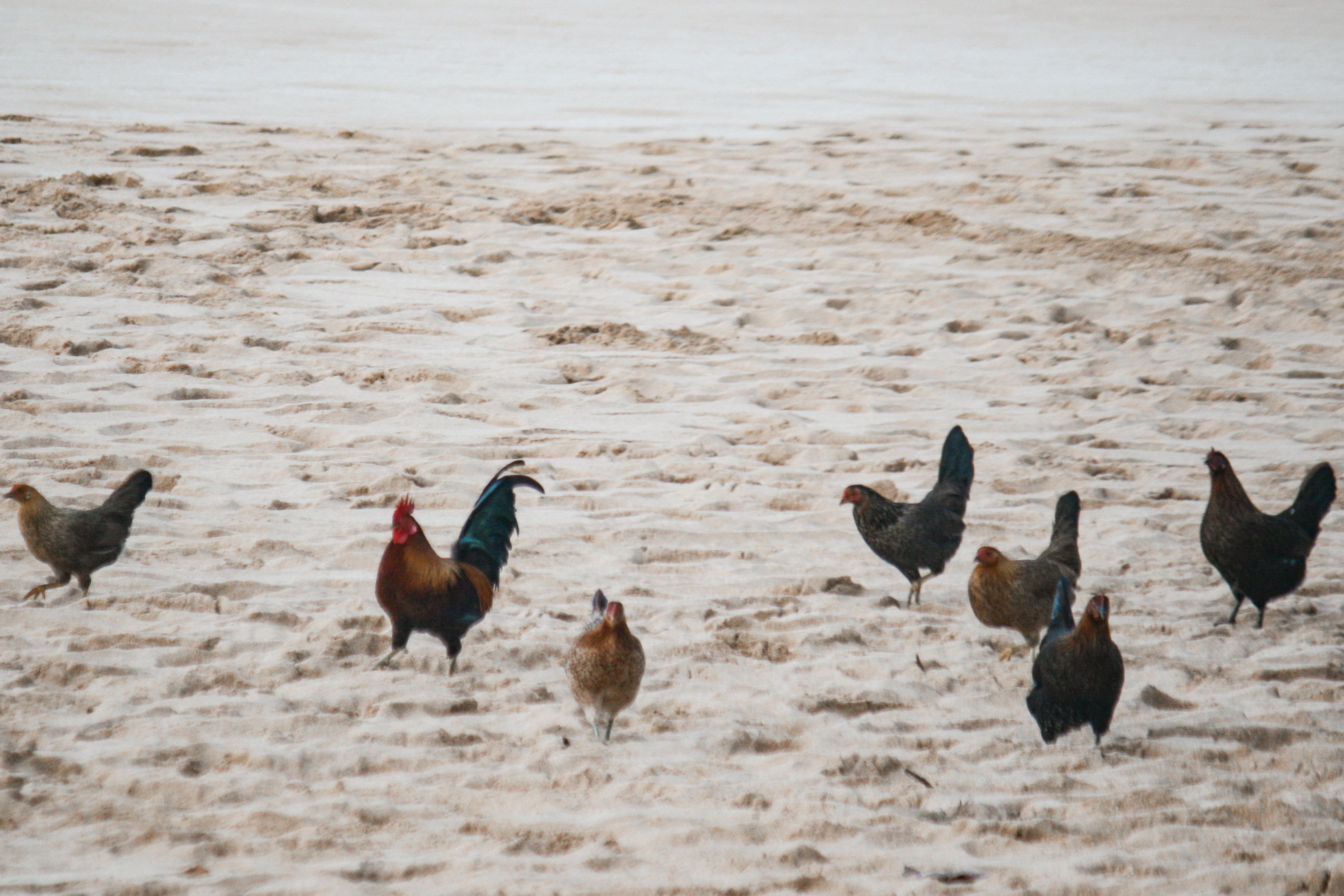 beach chickens