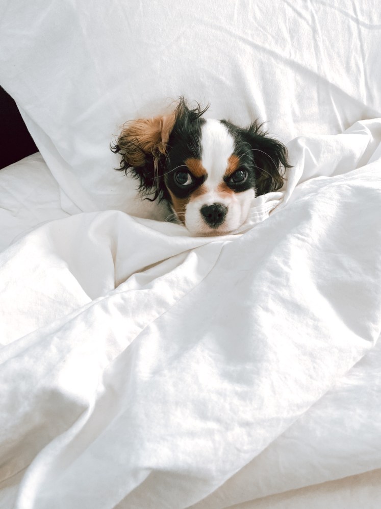 cavalier king charles spaniel puppy