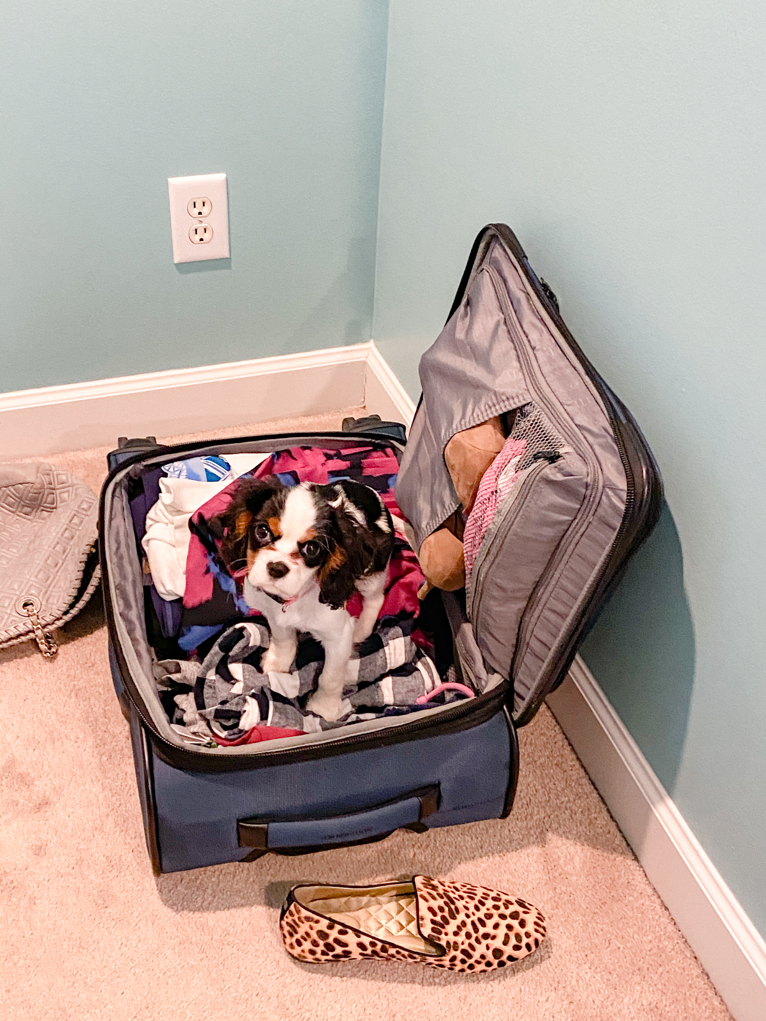 cavalier king charles spaniel puppy