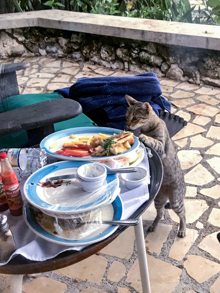 stray cat at the Rockhouse eating leftover room service